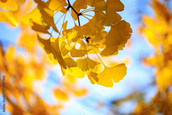 Obraz イチョウ 3