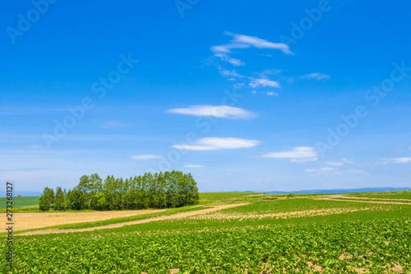 Obraz 日本　北海道の大地と青空　シンプル背景