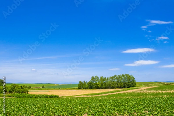Fototapeta 日本　北海道の大地と青空　シンプル背景