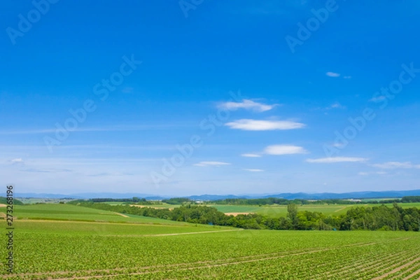 Fototapeta 日本　北海道の大地と青空テクスチャ