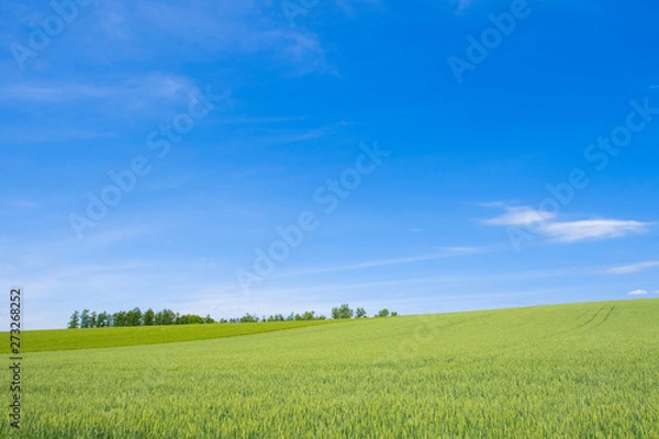 Obraz 日本の絶景　草原と青空テクスチャ