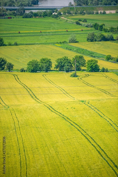 Obraz Traces on the wheat field