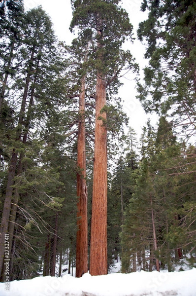 Obraz Giant Sequoia