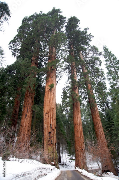 Obraz Giand sequoias