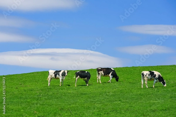 Fototapeta 牛と青空背景テクスチャ