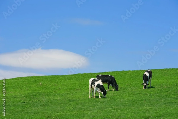 Fototapeta 牛と青空背景テクスチャ