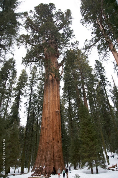 Obraz General Sherman giant sequoia tree