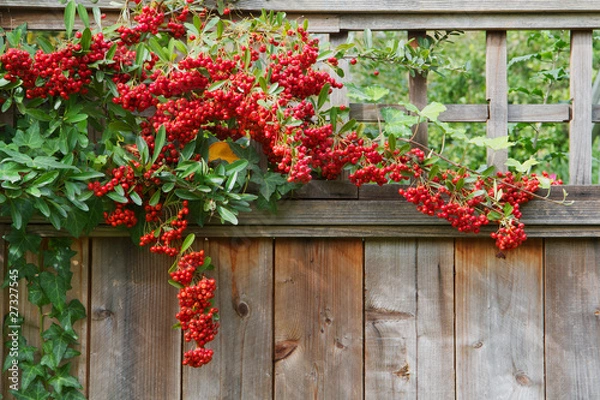 Fototapeta Red pyracantha berries fence close