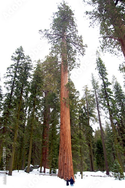 Obraz Giant sequoia tree