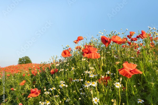 Obraz Red poppies and camomile on a rural field. Papaver. Matricaria chamomillia.