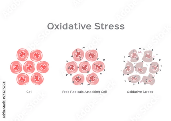 Obraz Oxidative Stress cell vector / free radical