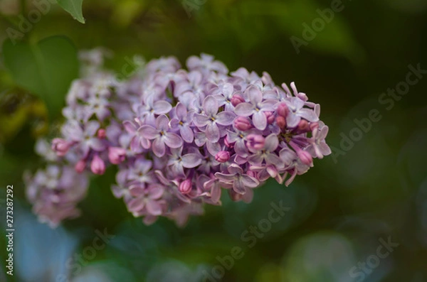 Fototapeta Branch of lilac