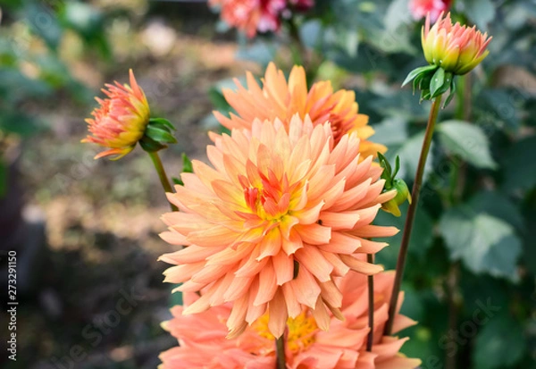 Fototapeta Zinnia - Multi layer orange petal flower plant, a genus of sunflower tribe daisy family. A sun loving plant Blooms in winter spring and summer. Popular for bouquets. Copy space room for text.