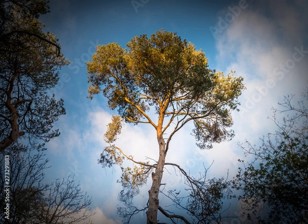 Fototapeta Tree top on its own
