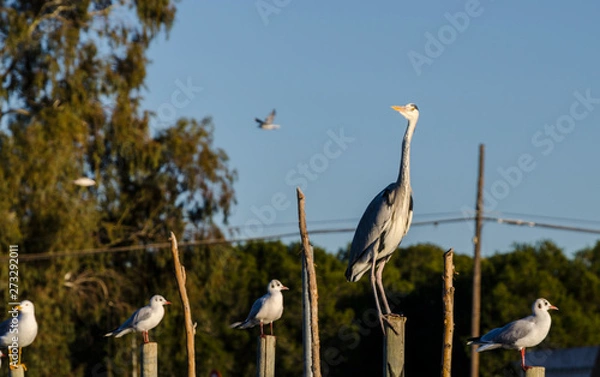 Obraz  Parque natural de la Albufera en Valencia (España)