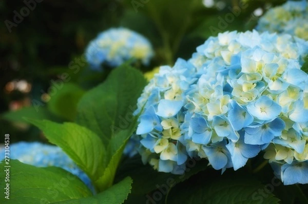 Fototapeta 紫陽花