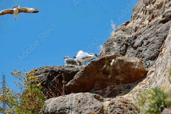 Obraz Möwen Sardinien Castelsardo 