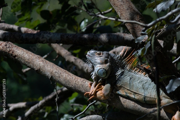 Fototapeta Iguana on branch