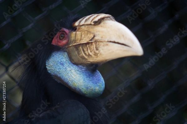 Fototapeta Close up Wreathed Hornbill