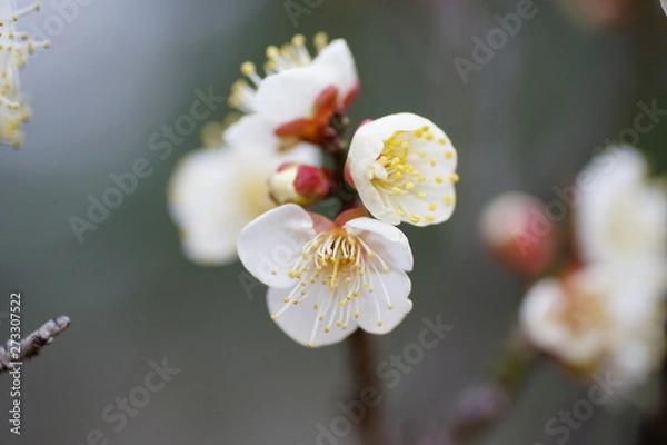 Fototapeta 白梅