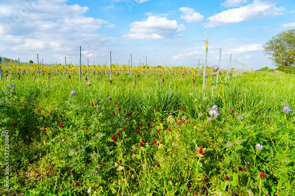 Fototapeta field vines ecological viticulture in summer, rheinhessen, rhineland-palatinate, germany