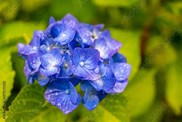 Fototapeta アジサイの花