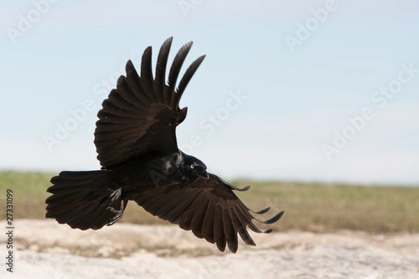 Obraz Black crow in flight with spread wings