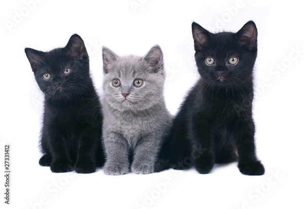 Fototapeta British kitten on white background