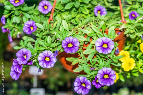 Obraz flores de japon