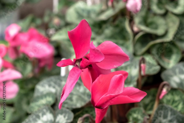 Obraz flores japonesas