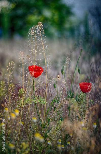 Fototapeta Poppy