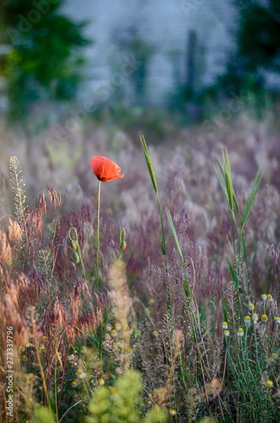 Fototapeta Poppy