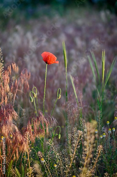 Fototapeta Poppy