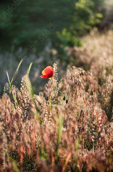 Fototapeta Poppy