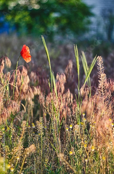 Fototapeta Poppy