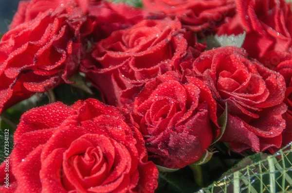 Fototapeta Red Roses