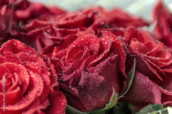 Fototapeta Red Roses