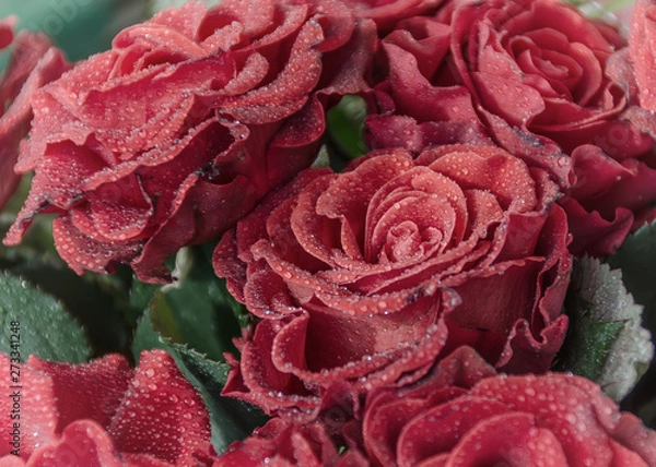 Fototapeta Red Roses