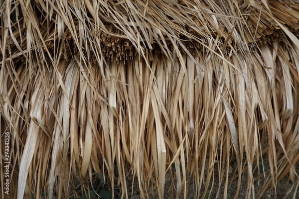 Fototapeta grass on a background