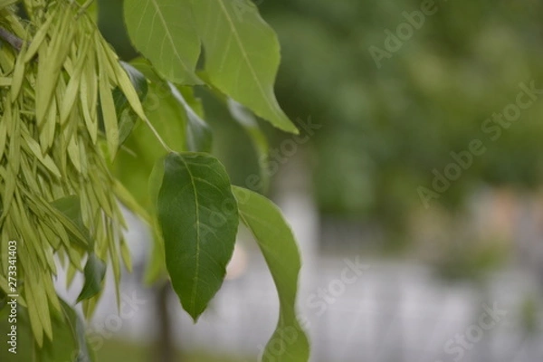 Obraz bright green earrings on trees