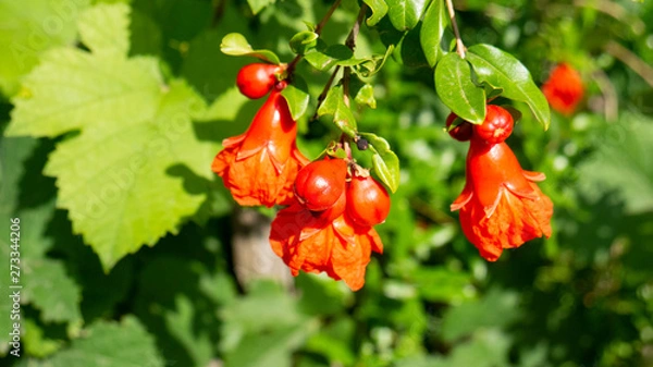 Fototapeta Flowering pomegranate tree
