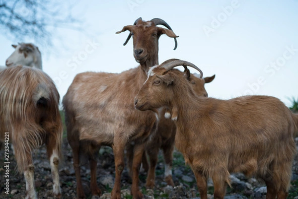 Obraz goats