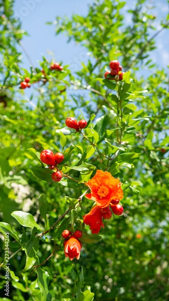 Fototapeta Pomegranate flower. Pomegranate tree