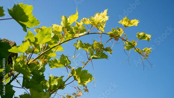 Fototapeta Branch of grapes against the blue sky. Grape leaves