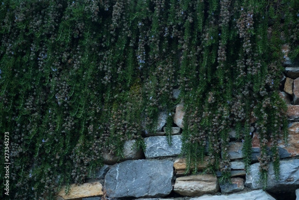 Obraz over the garden wall