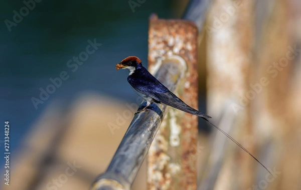 Obraz Small bird, Wire-tailed Swallow, Hirundo smithii, perched