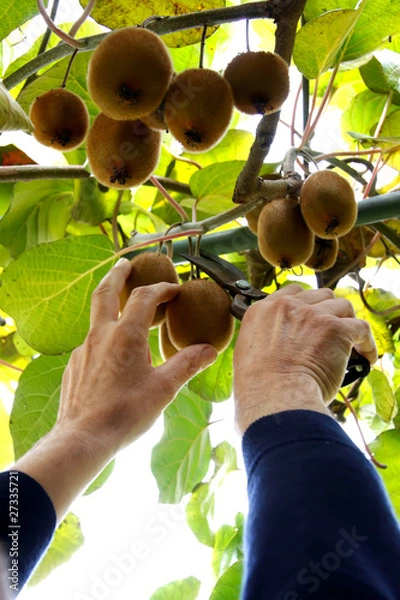 Obraz Kiwi