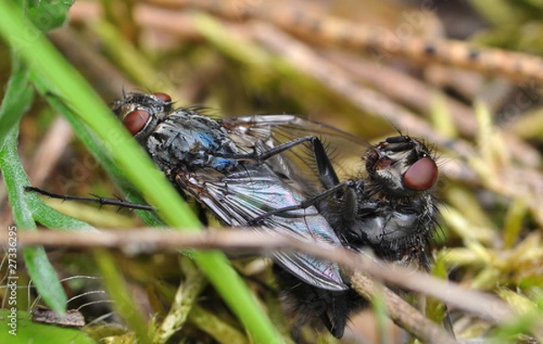 Obraz Plujki Calliphoridae