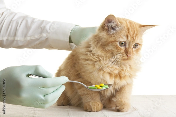 Obraz cat tablet veterinary