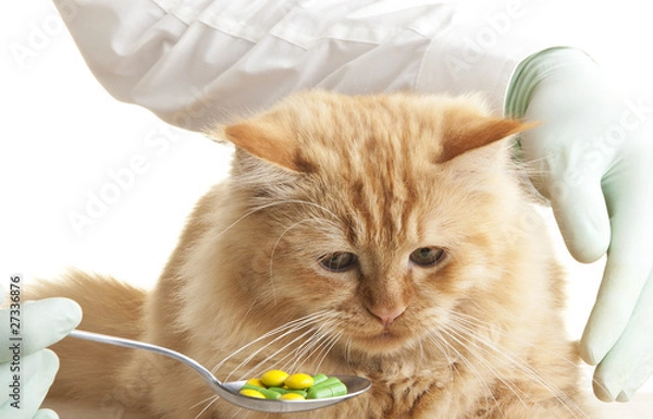 Obraz cat tablet veterinary